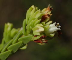 Crassula ericoides ericoides
