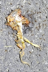 Fejervarya multistriata