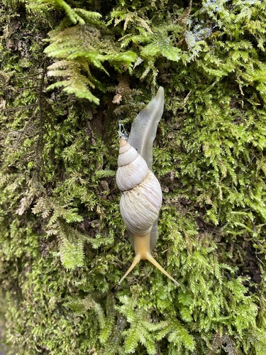 Mesembrinus sulcosus