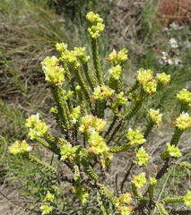 Crassula ericoides ericoides