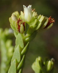 Crassula ericoides ericoides