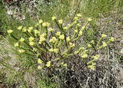 Crassula ericoides ericoides