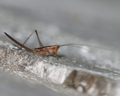 Conocephalus attenuatus