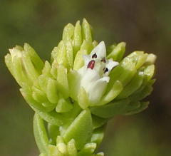 Crassula ericoides ericoides