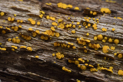 Bispora