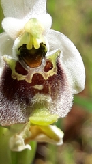 Ophrys bornmuelleri