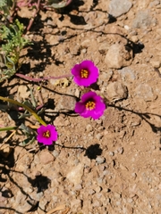 Cistanthe arenaria