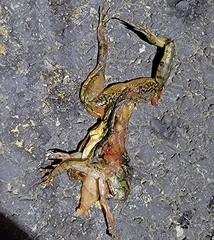 Fejervarya multistriata