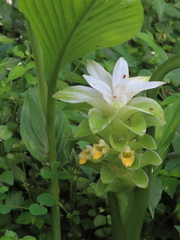 Curcuma