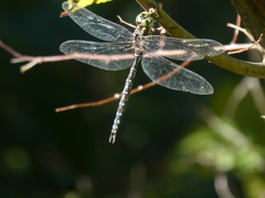 Aeshna verticalis