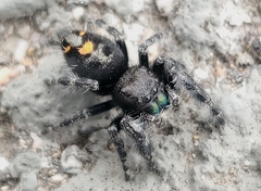 Phidippus audax