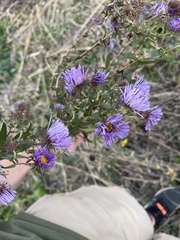 Symphyotrichum novae-angliae