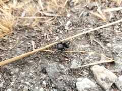 Phidippus audax