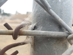 Phidippus audax