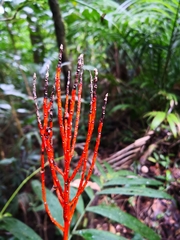 Chamaedorea tepejilote