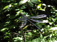 Archilestes