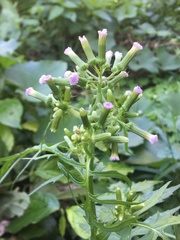 Erechtites valerianifolius