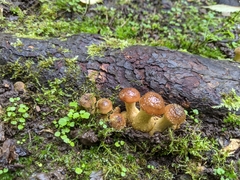 Armillaria nabsnona