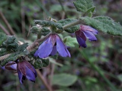 Tremandra stelligera