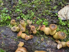 Armillaria nabsnona