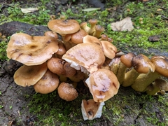 Armillaria nabsnona