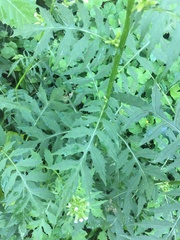 Erechtites valerianifolius
