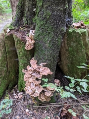 Armillaria nabsnona