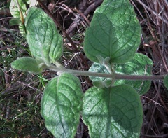 Tremandra stelligera