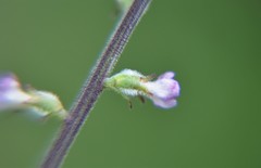 Stachys arenaria