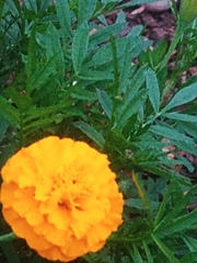 Tagetes