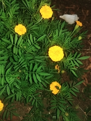 Tagetes