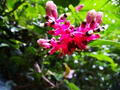 Cavendishia complectens