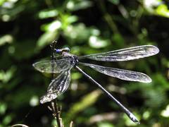 Archilestes