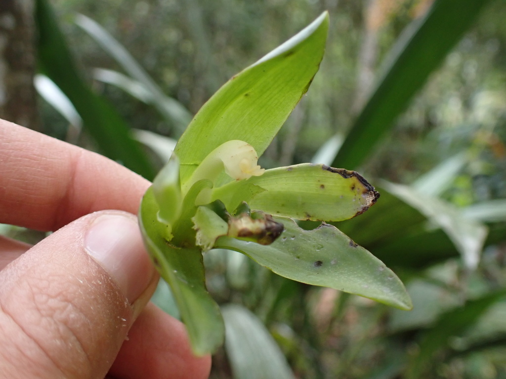 Ida locusta