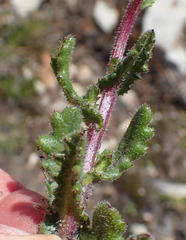Senecio erubescens