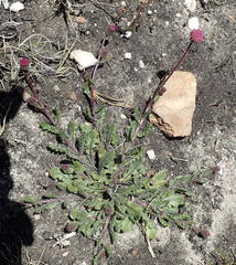 Senecio erubescens