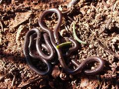 Leptotyphlops nigricans