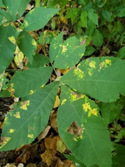 Gnomonia caryae