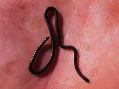 Leptotyphlops nigricans