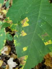 Gnomonia caryae