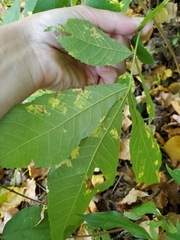 Gnomonia caryae