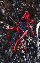 Phymateus morbillosus morbillosus