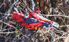 Phymateus morbillosus morbillosus