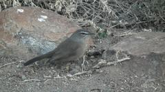 Cercotrichas coryphoeus coryphoeus