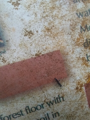 Leptogenys falcigera