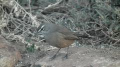 Cercotrichas coryphoeus coryphoeus