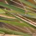 Ehrharta setacea scabra - Photo (c) Nick Helme, algunos derechos reservados (CC BY-SA), subido por Nick Helme