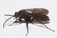 Paracyphononyx funereus