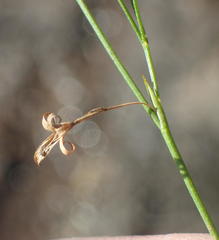 Psoralea trullata