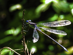 Archilestes